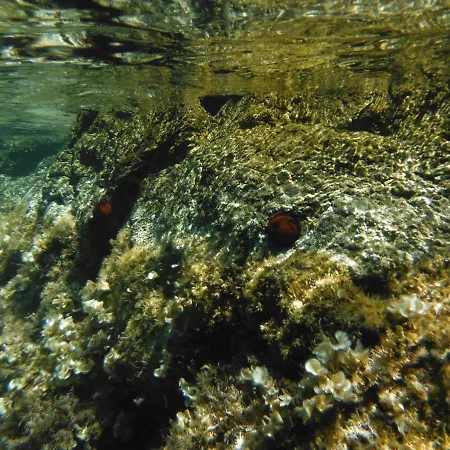 Hébergement de vacances Bilocale Lacona Isola D'elba *